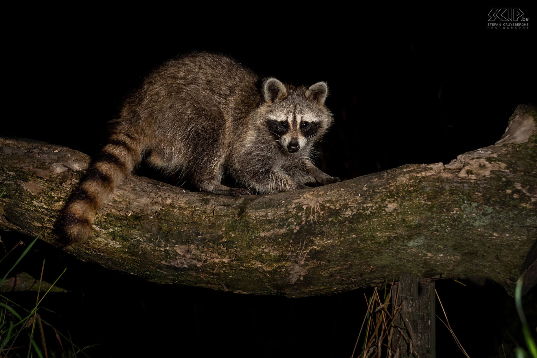 Wasbeer Tijdens één van de nachten dat ik in de observatiehut in de Ardennen zat, kon ik ook de wasbeer fotograferen. De kleine beertjes met Zorro-masker en geringde staart zien er schattig en aaibaar uit, maar dat zijn ze niet. De wasbeer is een invasieve exoot die tijdens WOII in Duitsland geïntroduceerd werd en zich nadien naar de buurlanden verspreid heeft. Waarschijnlijk zitten er al meer dan duizend in de Belgische Ardennen. En af en toe duikt er zelfs eentje op in Vlaanderen. Wasberen zijn vooral 's nachts actief en worden daardoor weinig gezien. Ze hebben geen natuurlijke predators en richten toch wel wat schade aan in onze bossen. Het zijn omnivoren en dus eten ze alles; fruit, noten, maïs, wormen, vogels, hagedissen, slangen, vissen en zelfs eekhoorns.<br />
 Stefan Cruysberghs